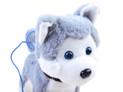 Interaktywny piesek Husky na smyczy szczeka ZA3888 Interaktywny piesek Husky na smyczy szczeka ZA3888
