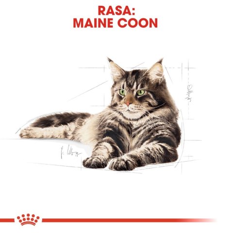ROYAL CANIN Maine Coon Adult 12x85g