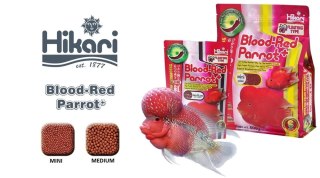 Hikari Cichlid Blood-Red Parrot Plus Mini 600g