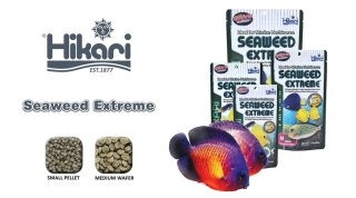 Hikari Marine Seaweed Extreme Medium Wafer 90g