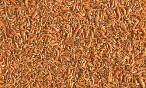 Tetra Pond Shrimp Mix 1l