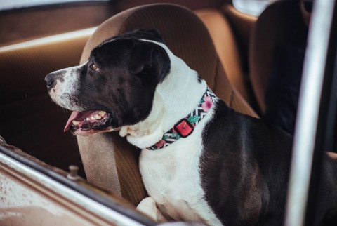 ZEE DOG Obroża Dla Psa Mahalo S