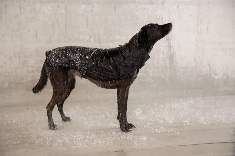 ZEE DOG Płaszczyk Przeciwdeszczowy Ozzy M