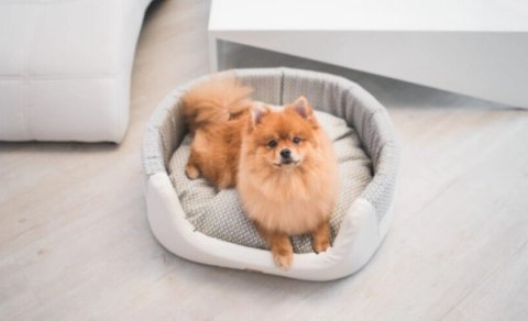 AMIPLAY Legowisko Elipsa Morgan Białe M