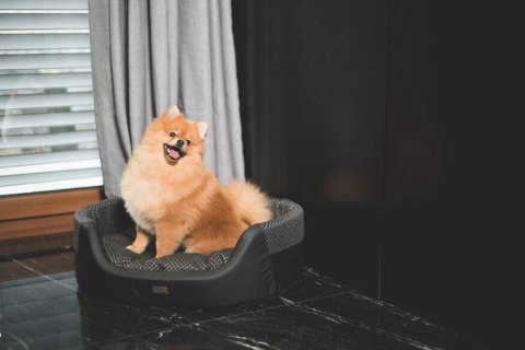 AMIPLAY Legowisko Elipsa Morgan Czarne M