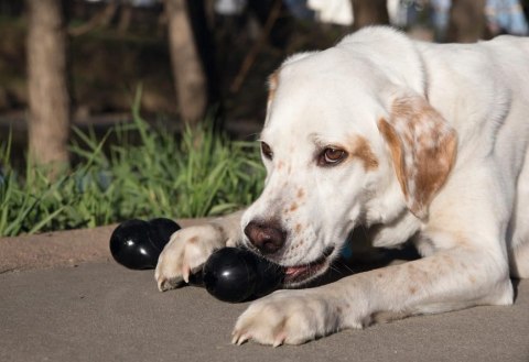 KONG Company Extreme Goodie Bone M