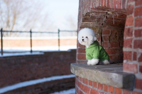 AMIPLAY Bluza Z Kapturem Texas Niebieska 40cm