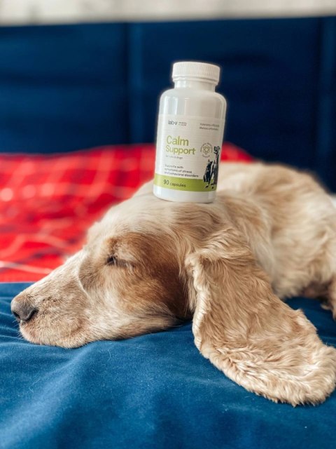 Lab-v Calm Support Wspomaganie Przy Objawach Stresu I Zaburzeniach Behawioralnych 90 Kapsułek