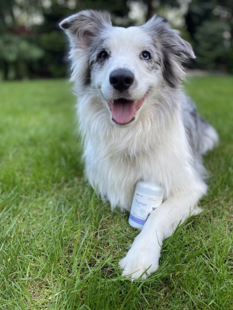 Lab-v Thyron - Wsparcie Prawidłowej Pracy Tarczycy dla Psów i Kotów 90 Kapsułek