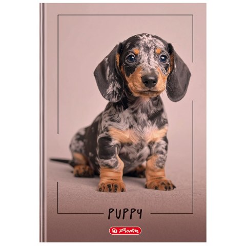 Brulion A4 96k kratka z marginesem mix okładek 400206371 HERLITZ