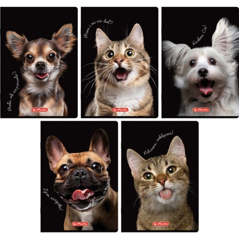 Zeszyt szkolny A5 60 kartek w kratkę 70g CRAZY ANIMAL 400196837 HERLITZ