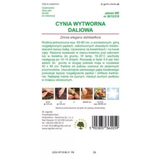 Cynia wytworna daliowa 'Polar Bear' - kwiaty białe