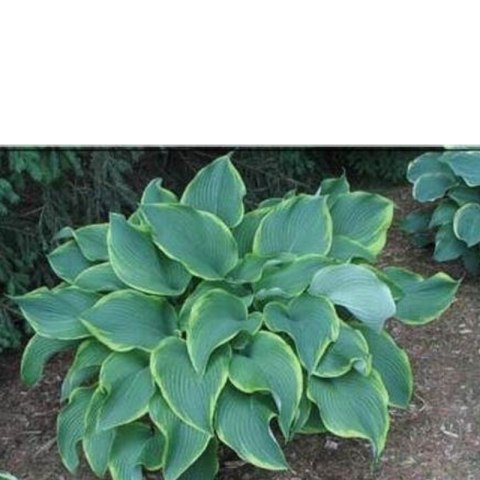 Funkia - Hosta 'Abba Dabba Do'