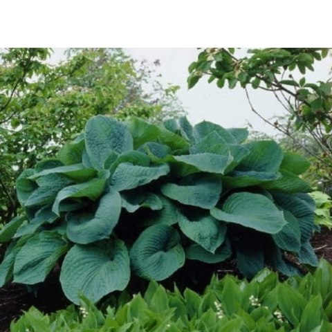 Funkia - Hosta 'Big Daddy'