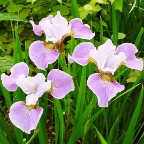 Kosaciec syberyjski - Iris sibirica 'Dance Ballerina Dance'