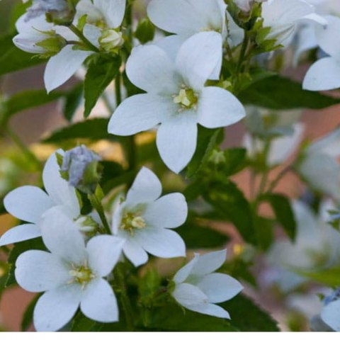 Dzwonek kremowy - Campanula lactiflora 'Pouffe'