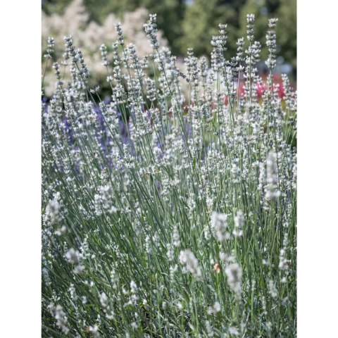Lavandula X Intermedia Exceptional Lawenda Pośrednia